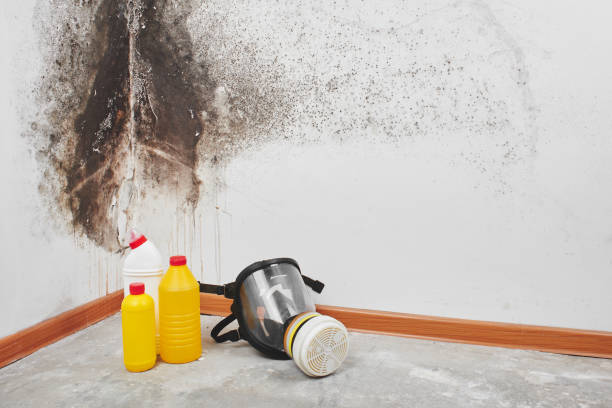 Best Professional Mold Removal  in Perry, UT