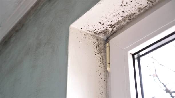 Best Mold Remediation  in Perry, UT