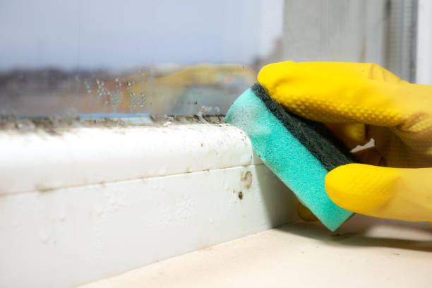 Best Mold Testing  in Perry, UT