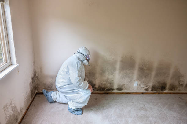 Best Mold Damage Repair  in Perry, UT