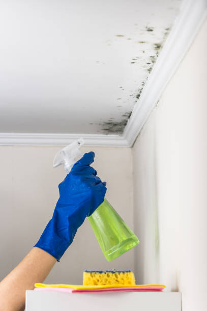 Best Fast Mold Removal  in Perry, UT