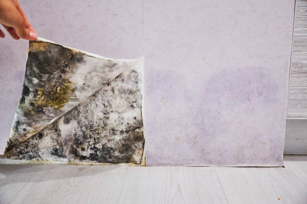 Best Crawl Space Mold Removal  in Perry, UT